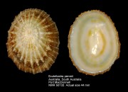 Scutellastra peronii